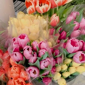 Meet your Posher, Rose